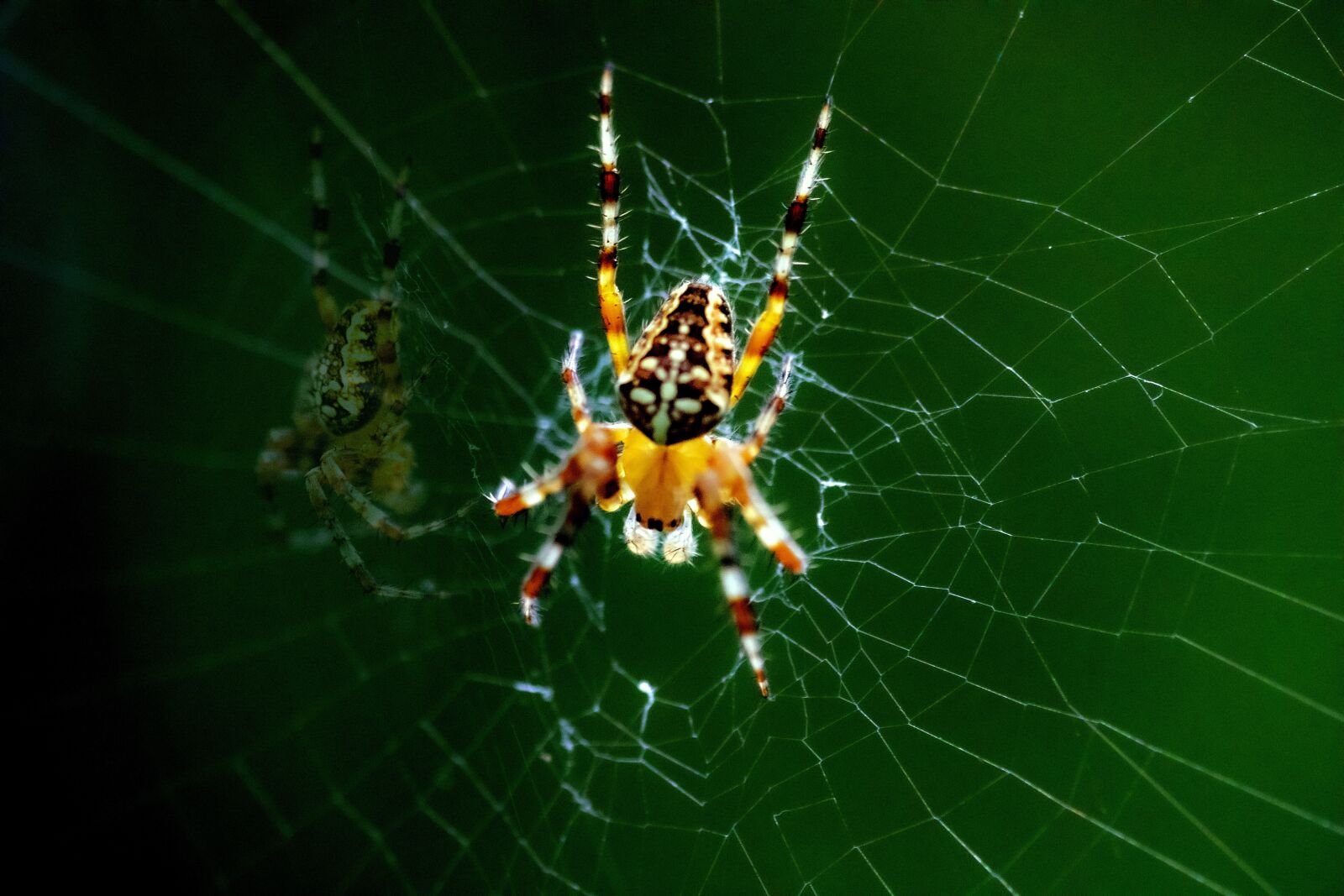 Canon EF 180mm F3.5L Macro USM sample photo. Spider, arachnid, nature photography