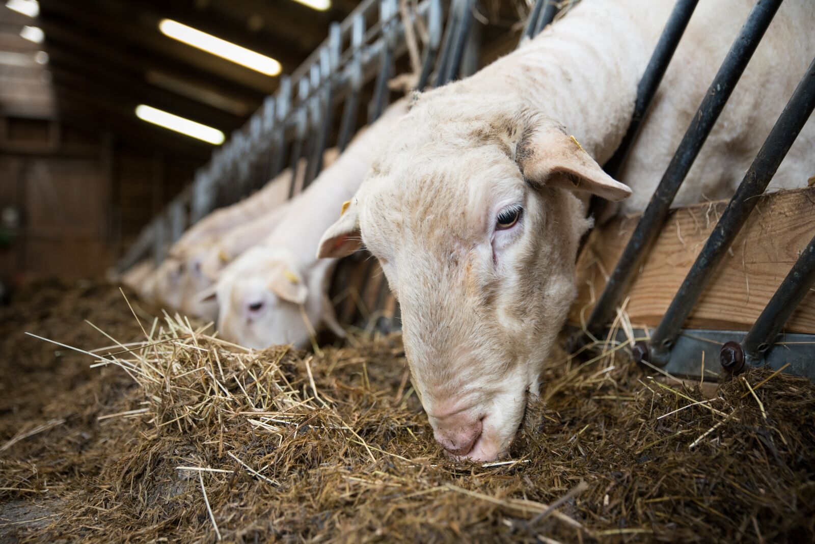 Nikon D750 sample photo. Sheep, sheep breeding, lamb photography