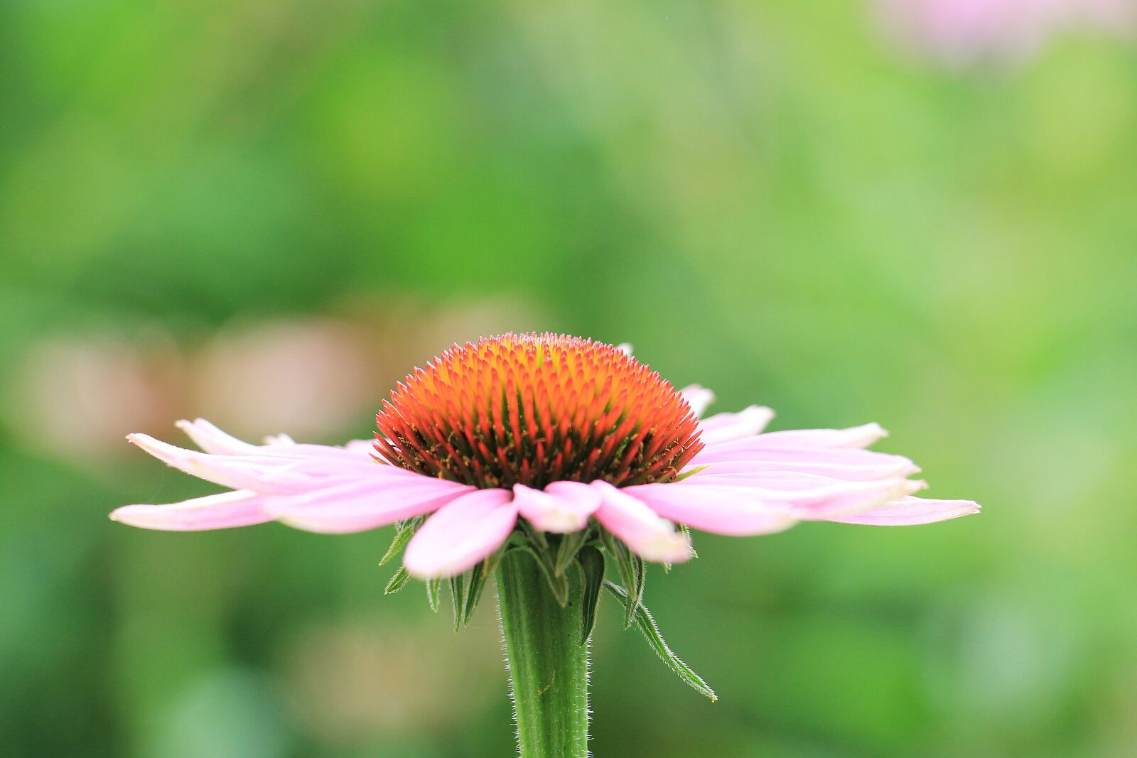 Canon EOS 550D (EOS Rebel T2i / EOS Kiss X4) sample photo. Coneflower, pallida, echinacea photography