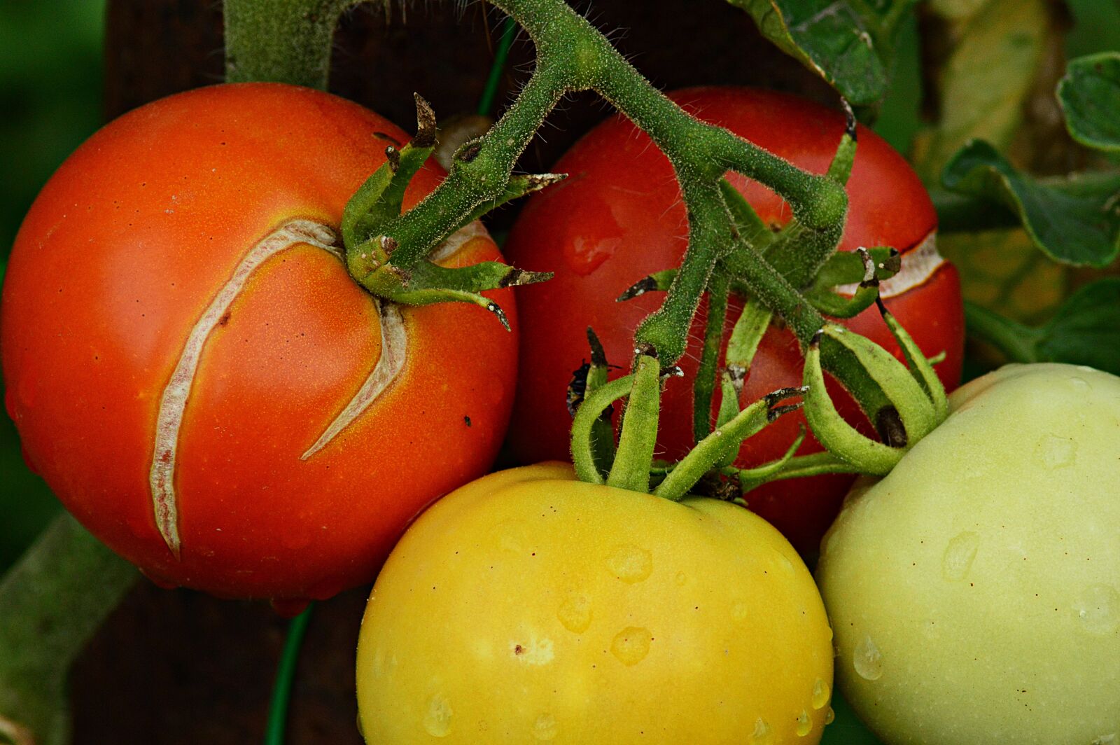 Nikon D3200 sample photo. Tomatoes, fruit, summer photography