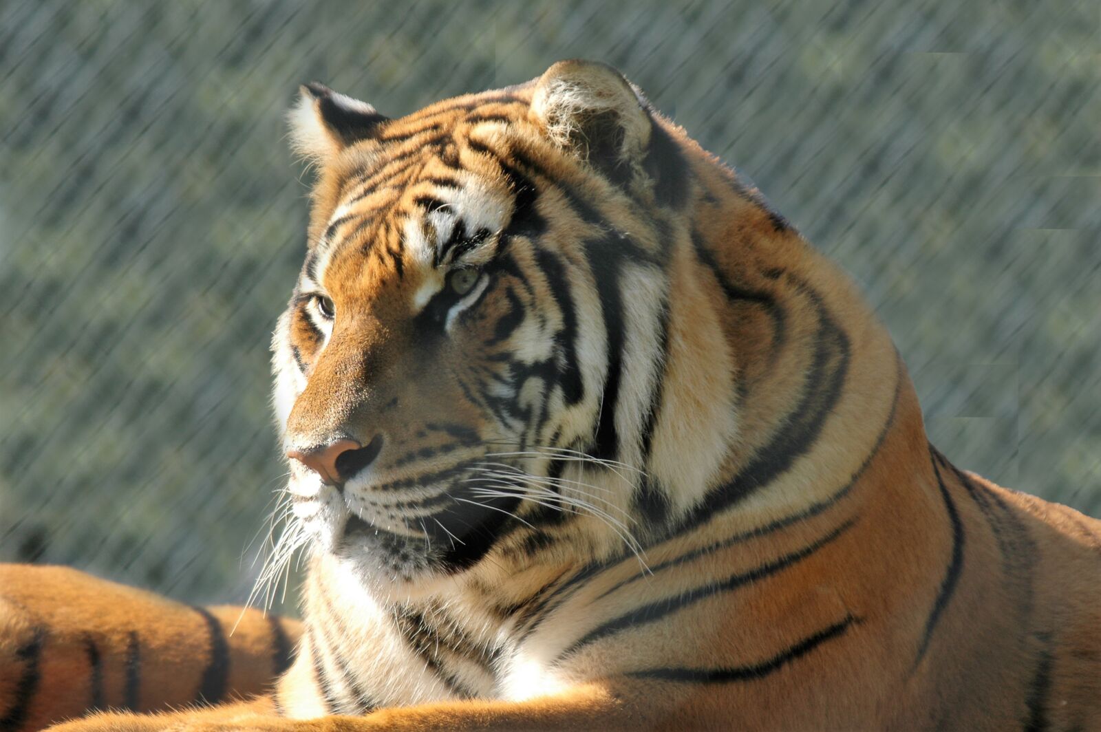 Nikon D70s sample photo. Tiger, animal, predator photography