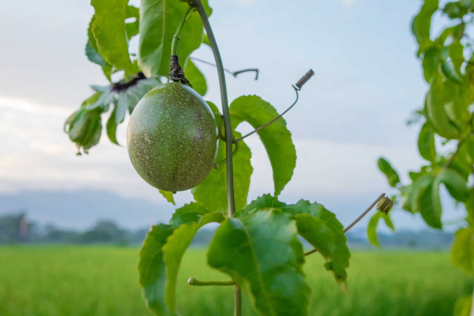 24-200mm F2.8 sample photo. Passion fruit, leaf, tree photography