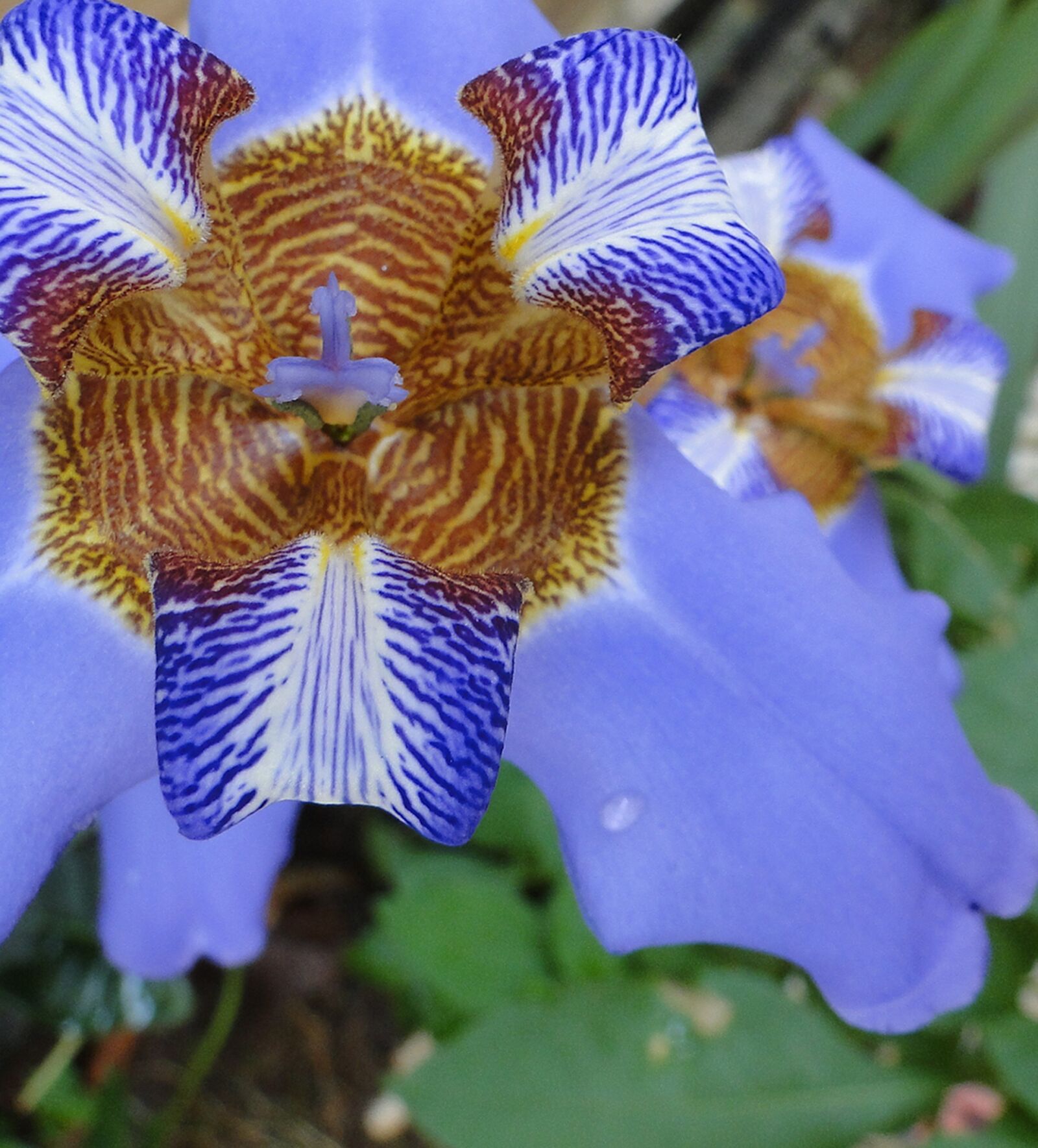 Sony Cyber-shot DSC-HX1 sample photo. Flower iris, garden, plant photography
