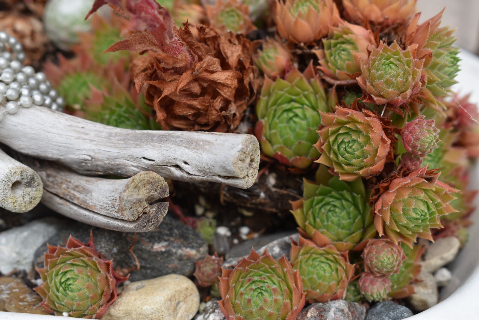 Nikon D3500 sample photo. Plant, wood, nature photography