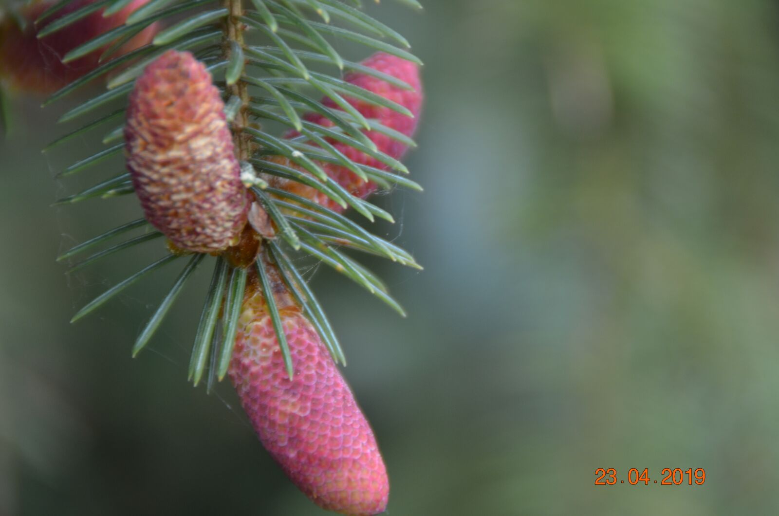 Nikon D5100 sample photo. Pine cones, nature, points photography