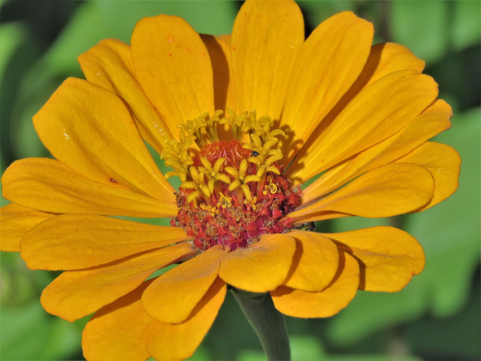 Canon PowerShot SX60 HS sample photo. Flower, close up, yellow photography