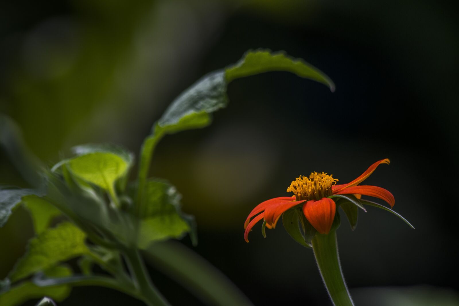 Nikon D5300 sample photo. Nature, flower, flowers photography