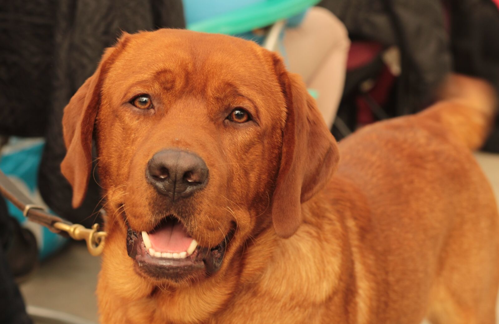Canon EOS 600D (Rebel EOS T3i / EOS Kiss X5) + Canon EF 50mm F1.8 STM sample photo. Dogshow, dog, retriever photography
