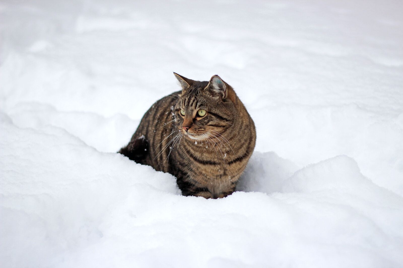 Canon EOS 600D (Rebel EOS T3i / EOS Kiss X5) + Canon EF 50mm F1.8 II sample photo. Cat, snow, winter photography
