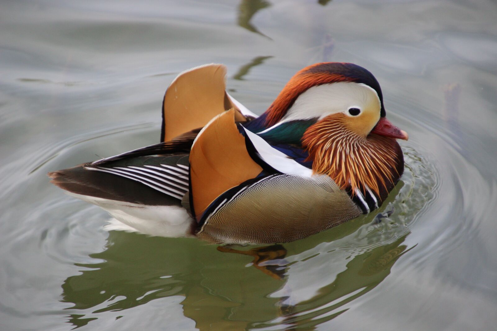 Canon EOS 600D (Rebel EOS T3i / EOS Kiss X5) sample photo. Bird, duck, beak photography
