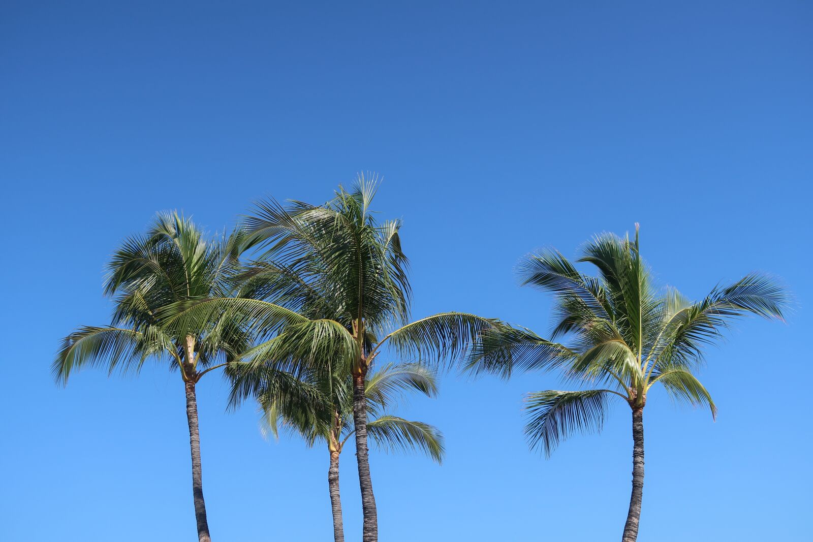 Canon PowerShot G7 X Mark II sample photo. Palm, tree, beach photography