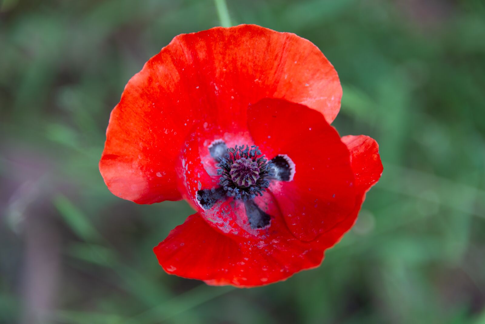 Nikon D800 sample photo. Poppy, flower, red photography