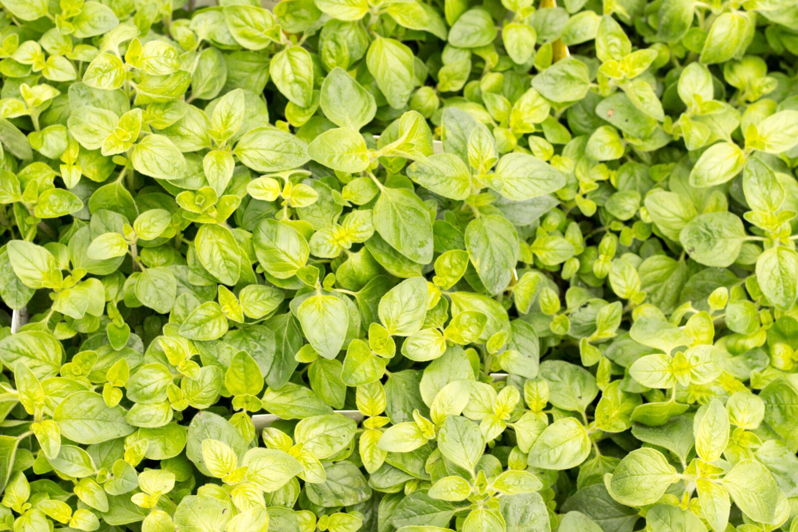 Canon EOS 700D (EOS Rebel T5i / EOS Kiss X7i) + Canon EF 50mm F1.8 II sample photo. Basil, green, culinary herbs photography