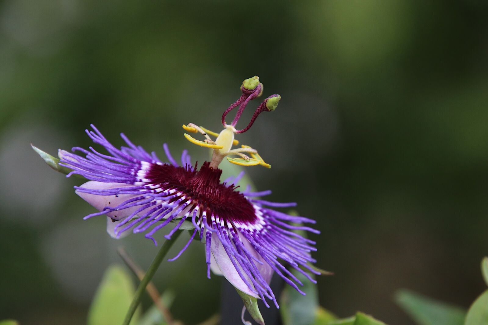 Canon EOS 800D (EOS Rebel T7i / EOS Kiss X9i) sample photo. Passion flower, flowers, plants photography