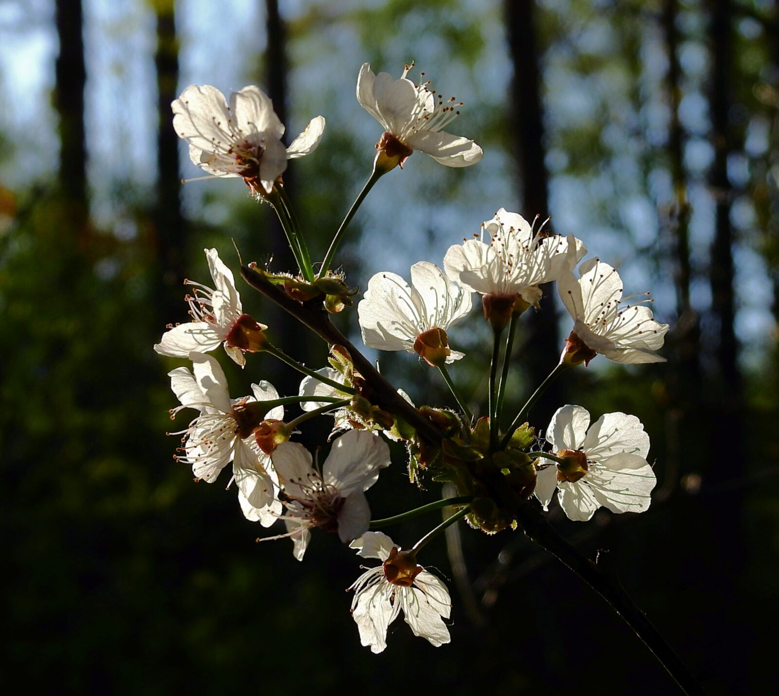 Nikon Coolpix P900 sample photo. Flowering, flowers, branch photography