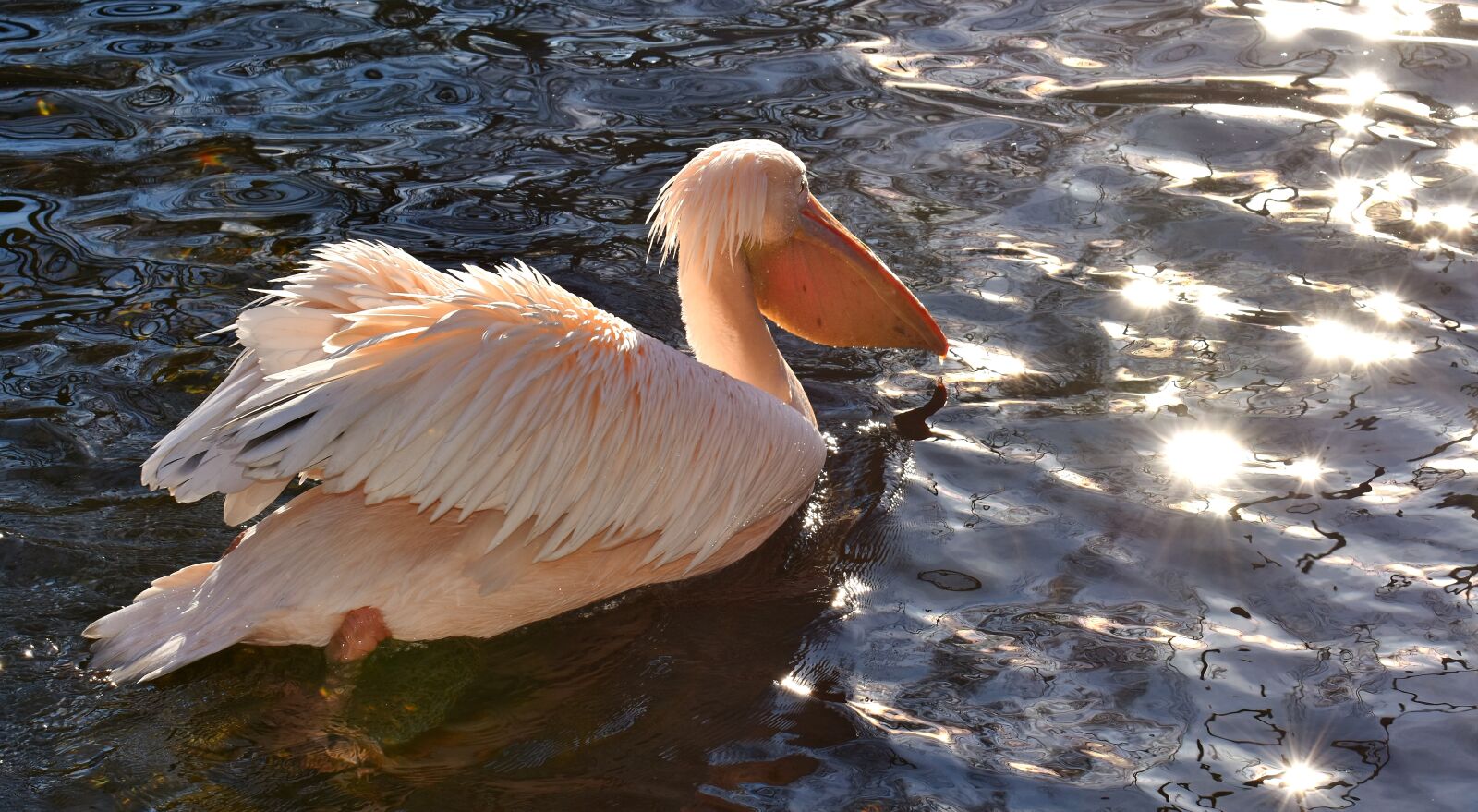 Nikon D7200 sample photo. Pelikan, bird, bill photography