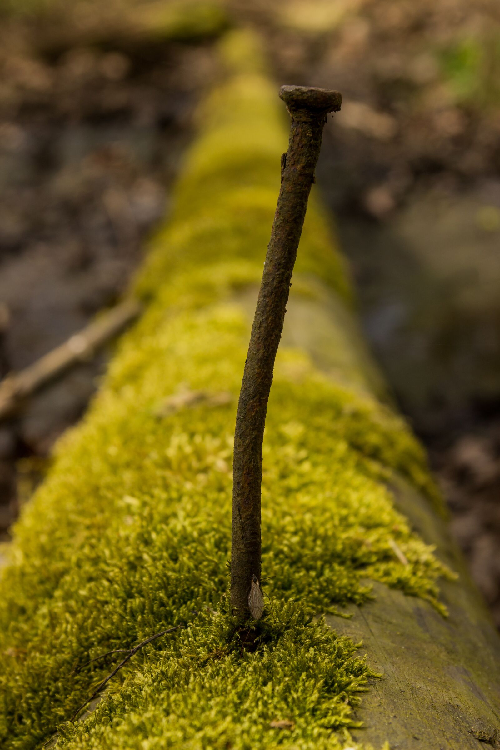 Canon EF-S 17-85mm F4-5.6 IS USM sample photo. Nature, moss, wood photography