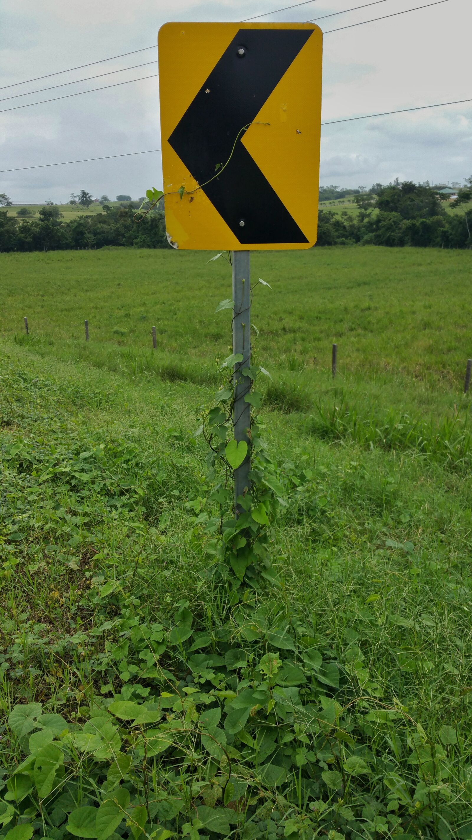 Samsung Galaxy Note4 sample photo. Road signs, yellow, reflector photography