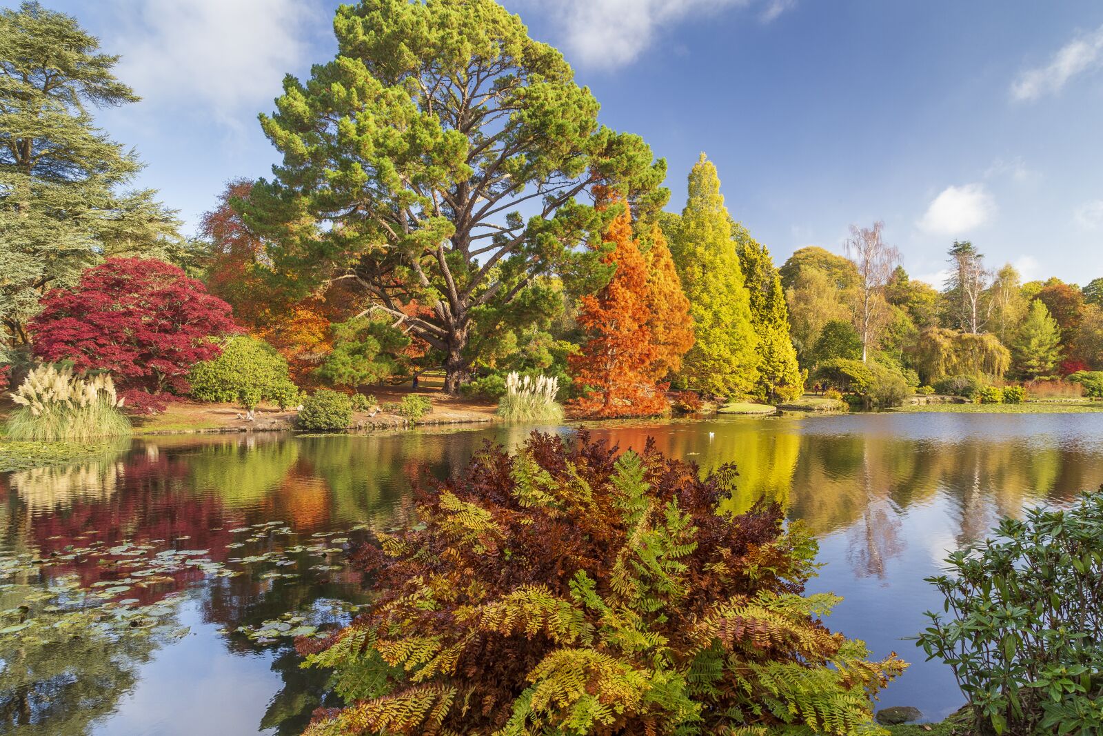 Canon EOS 6D + Canon EF 24-105mm F4L IS USM sample photo. Autumn colour, sheffield park photography