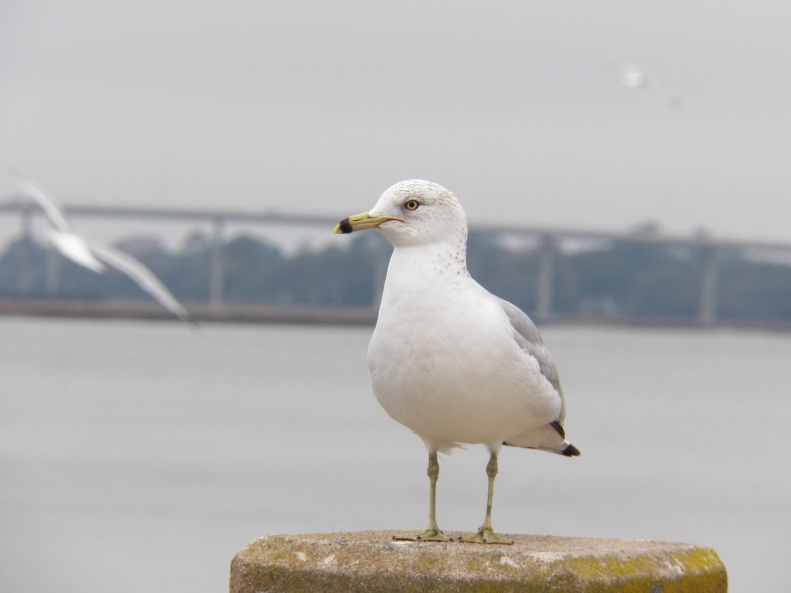 Kodak EasyShare Z990 (EasyShare Max) sample photo. Sea gull, bird, ocean photography