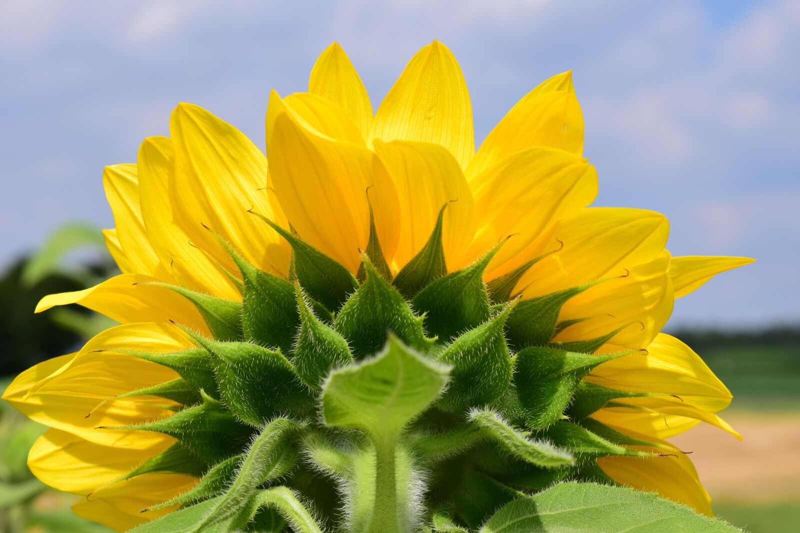 Nikon D3300 sample photo. Sunflower, close up, yellow photography