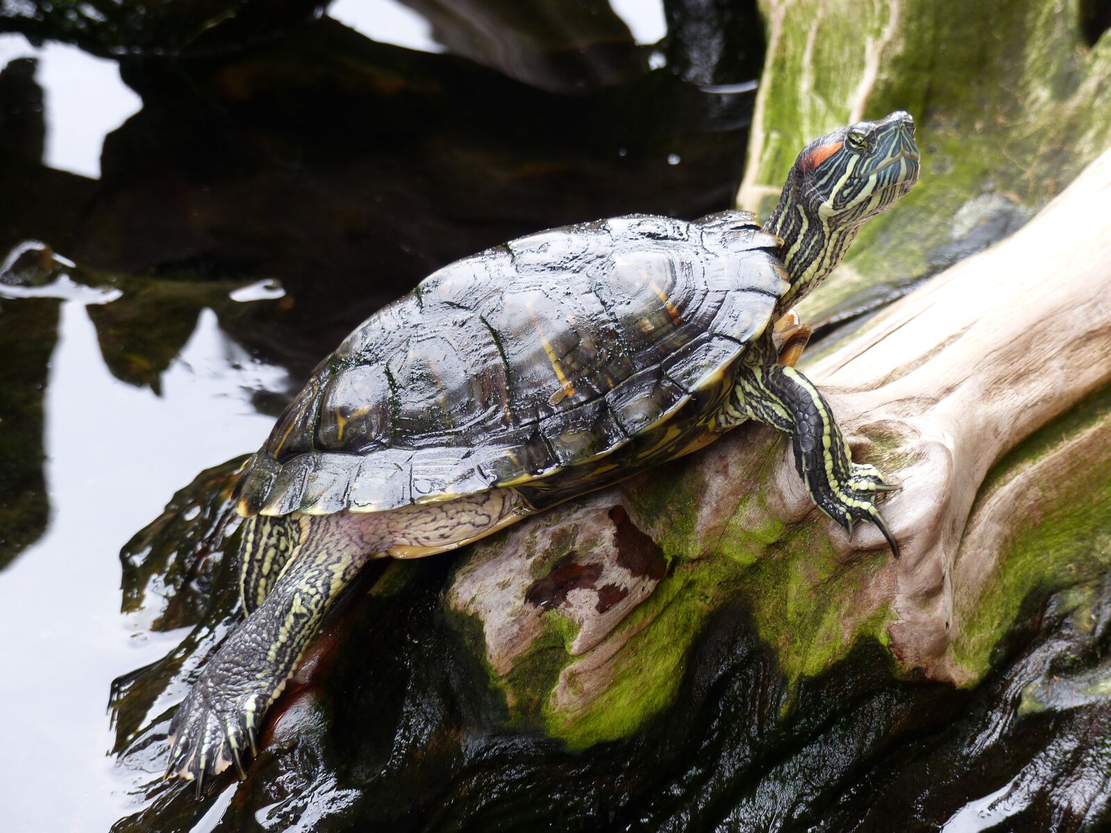 Panasonic Lumix DMC-FZ200 sample photo. Turtle, water, nature photography