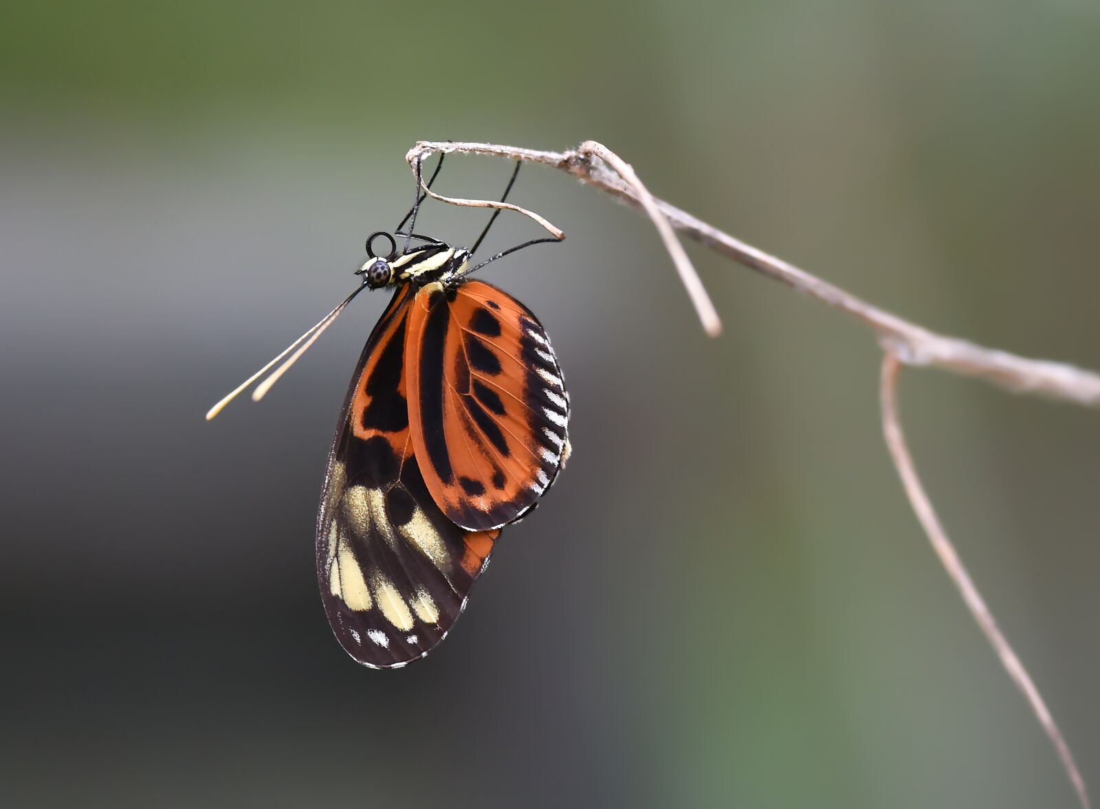 Nikon D810 sample photo. Butterfly, kelebek, macro b photography