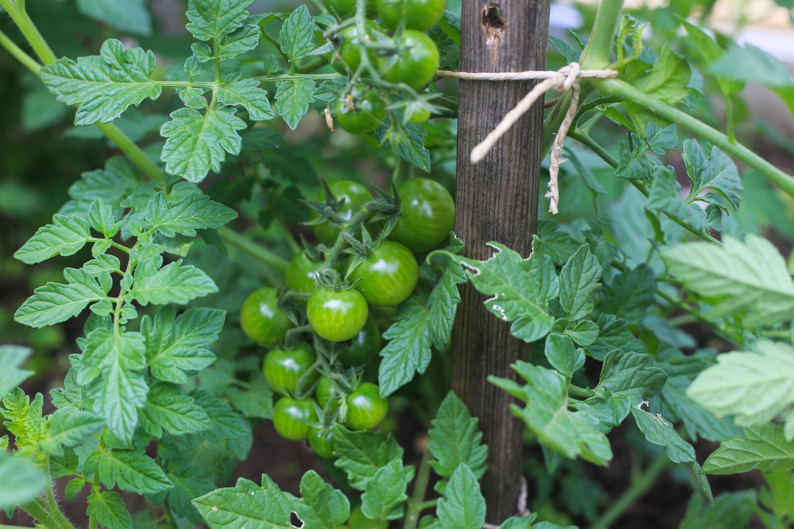 Canon EOS 6D sample photo. Tomatoes, green, garden photography