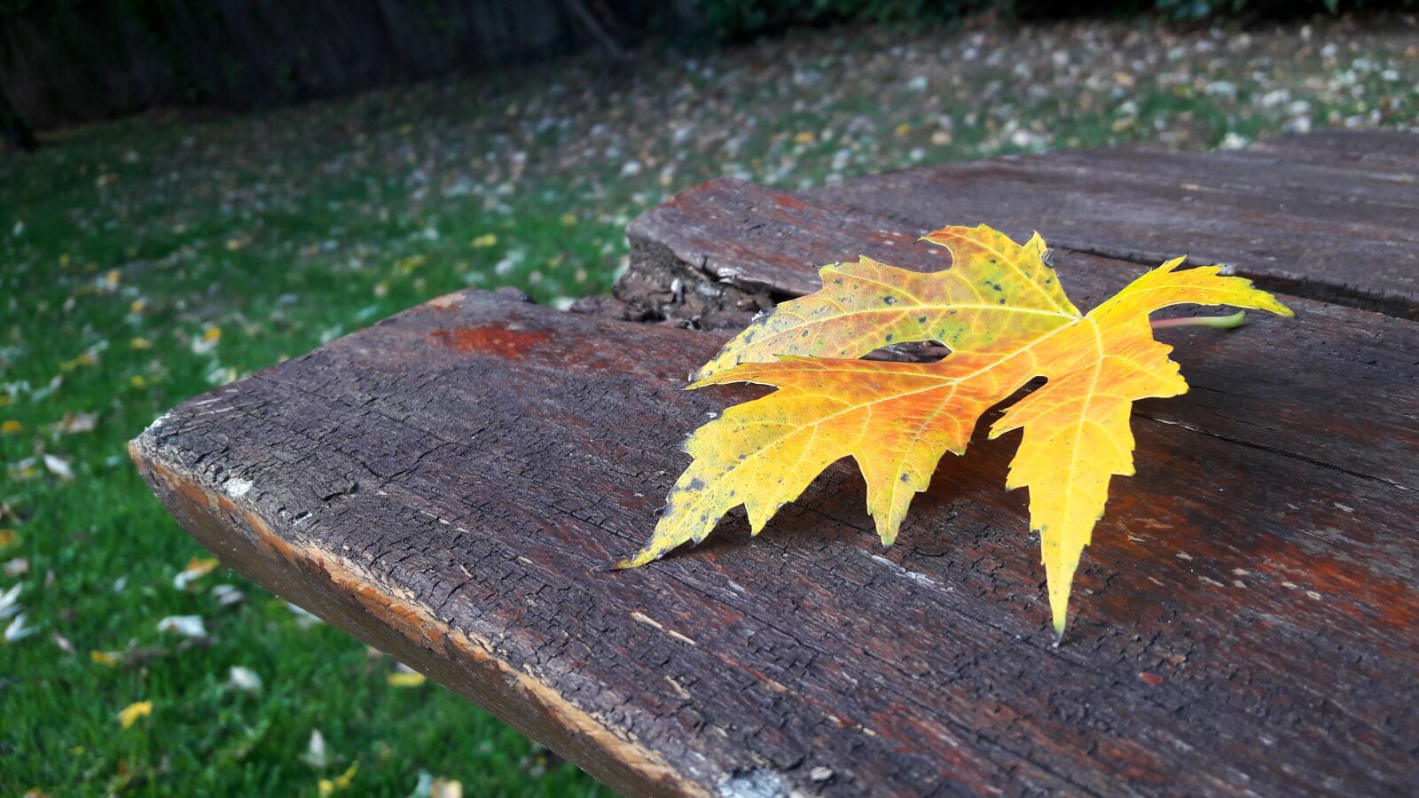 Samsung Galaxy A5(2016) sample photo. Autumn, nature, holidays photography
