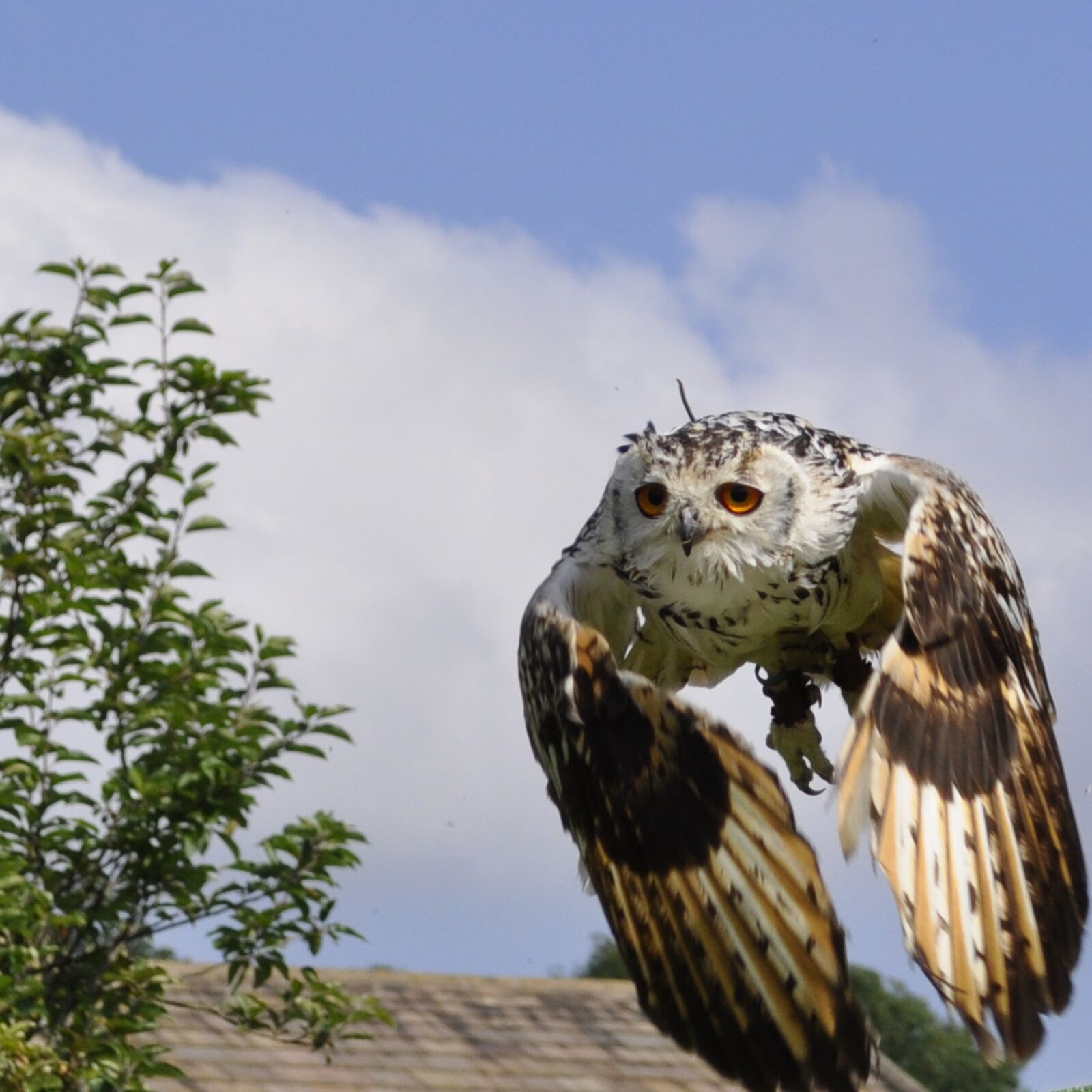 Nikon D5000 sample photo. Owl, bengal, flight photography
