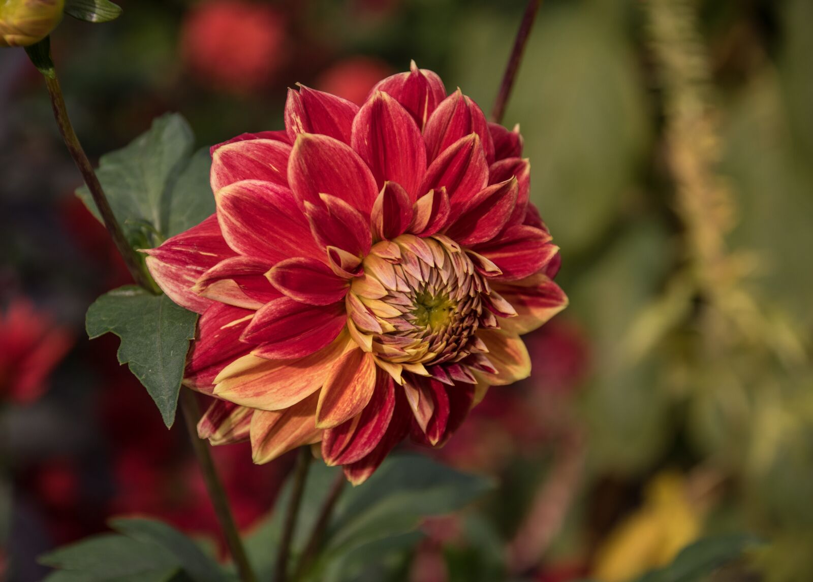Pentax K-3 sample photo. Flower, dahlia, plant photography