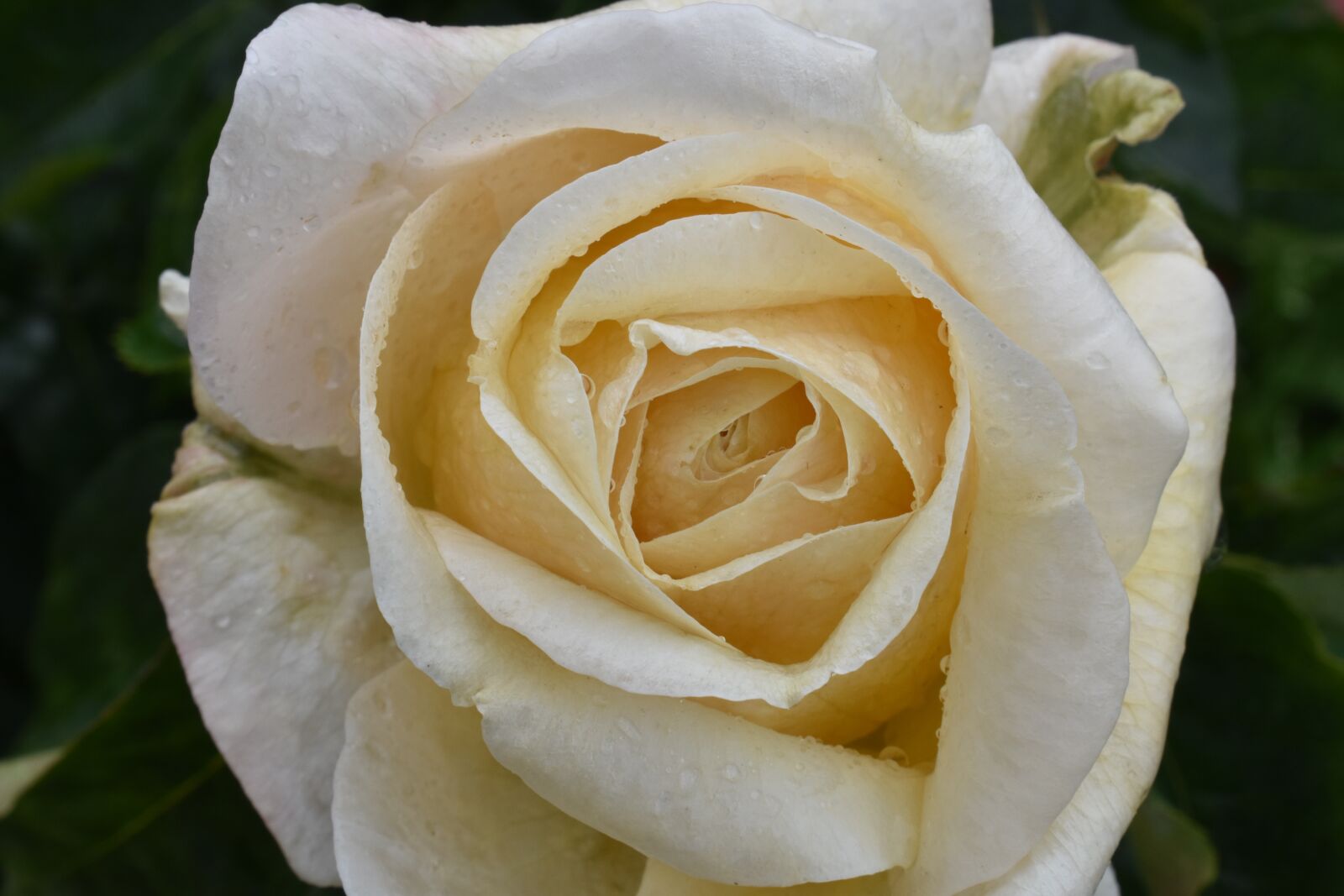 Nikon D3400 sample photo. Rose, large, rain photography