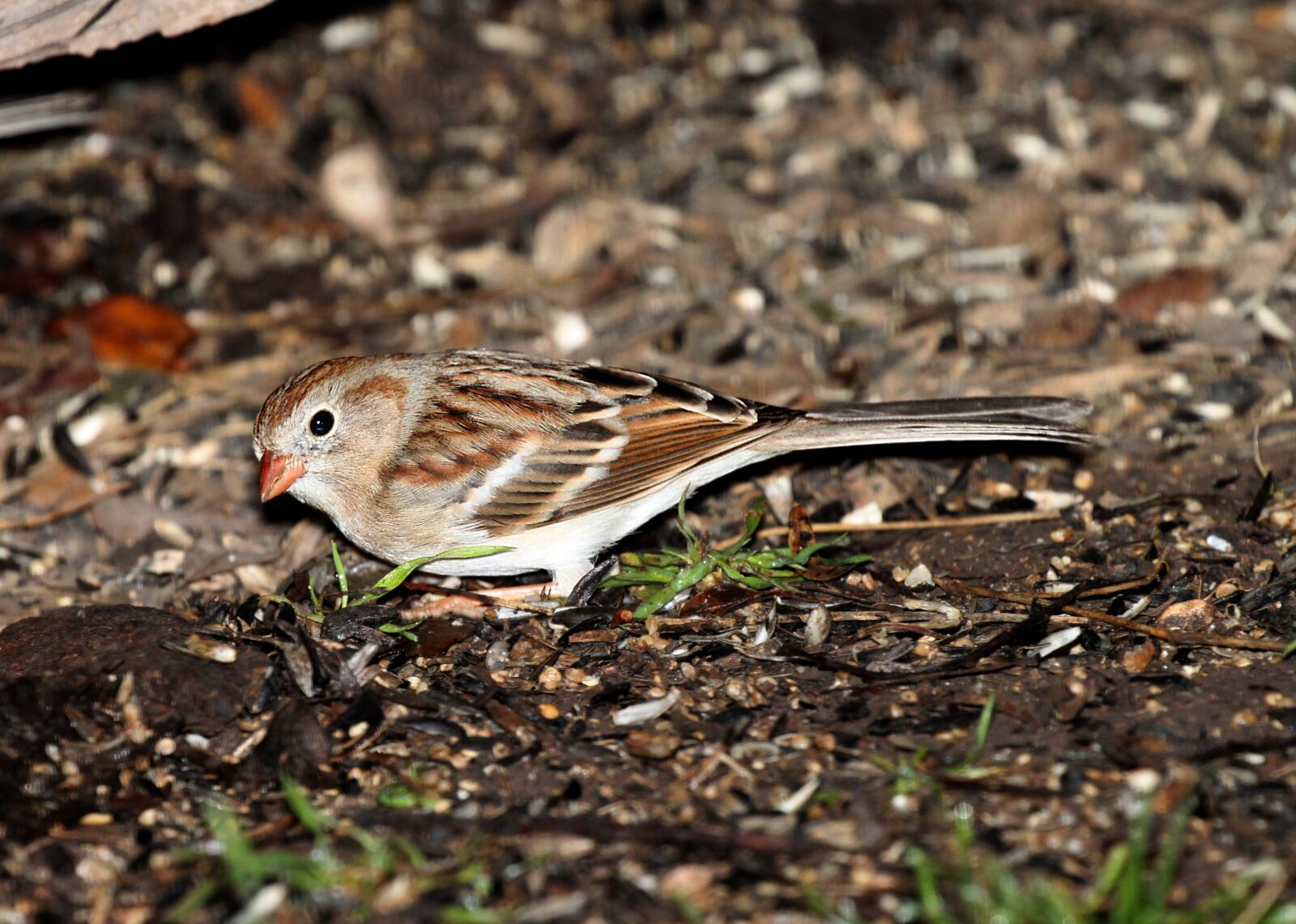 Canon EOS 500D (EOS Rebel T1i / EOS Kiss X3) sample photo. Animal, avian, bird photography
