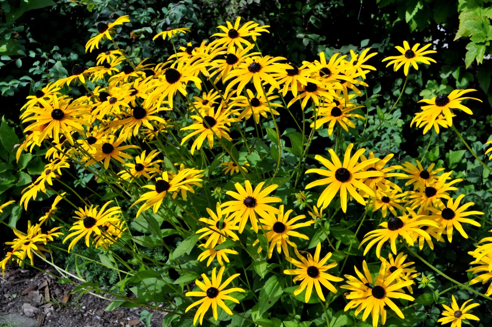 Nikon D5000 sample photo. Flowers, garden, yellow photography