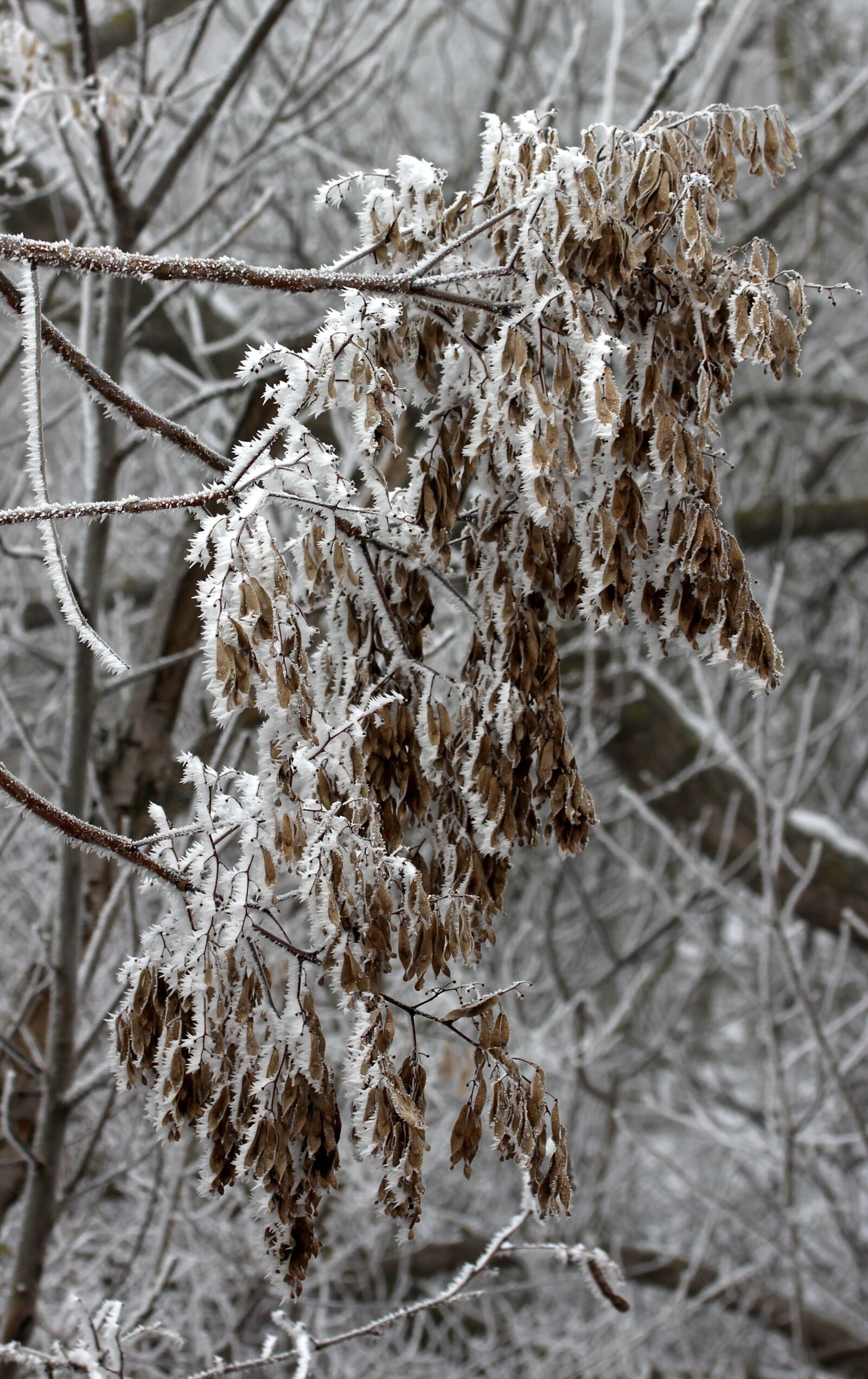 Canon EF-S 60mm F2.8 Macro USM sample photo. Branch, frozen, rime photography