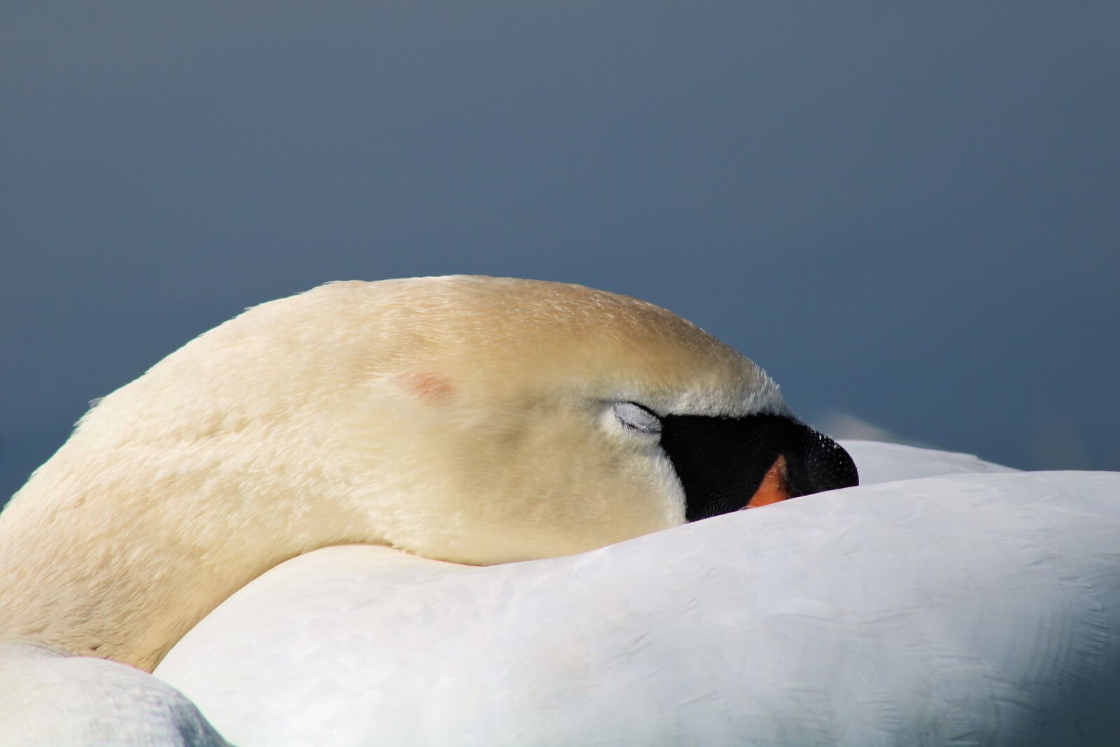 Canon EOS 2000D (EOS Rebel T7 / EOS Kiss X90 / EOS 1500D) sample photo. Swan, mute swan, tired photography