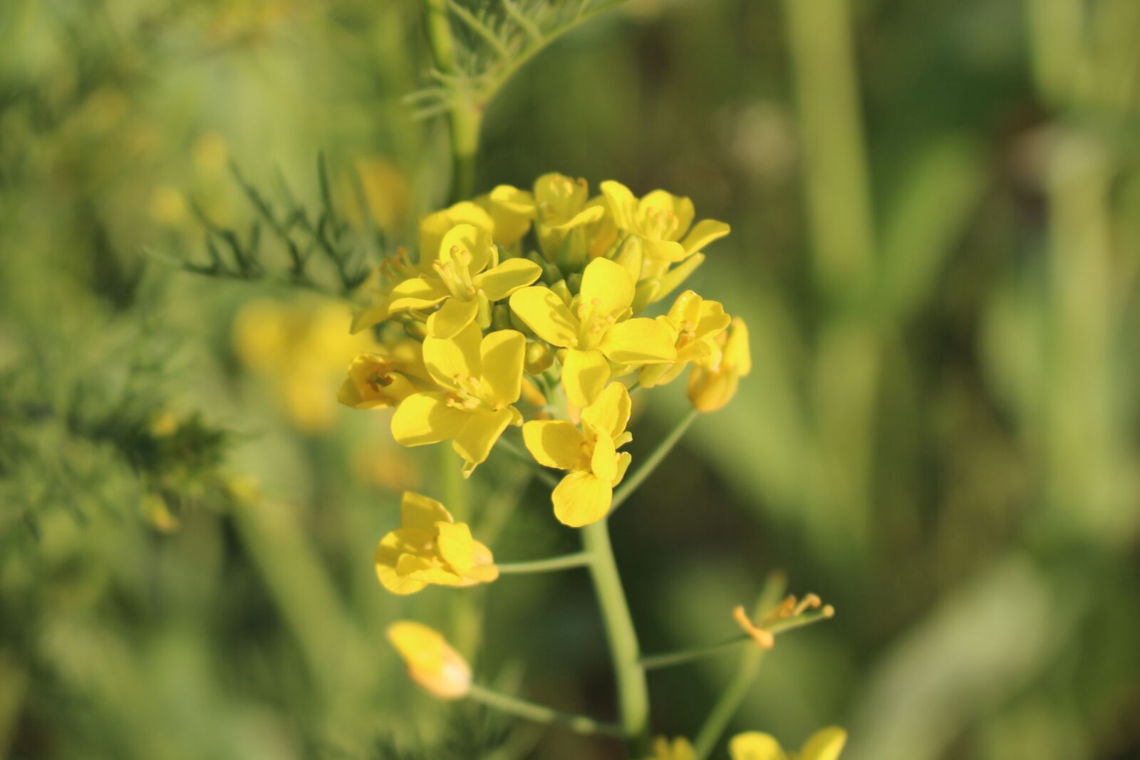 Canon EOS 700D (EOS Rebel T5i / EOS Kiss X7i) sample photo. Flowers, pulkkot, yellow photography