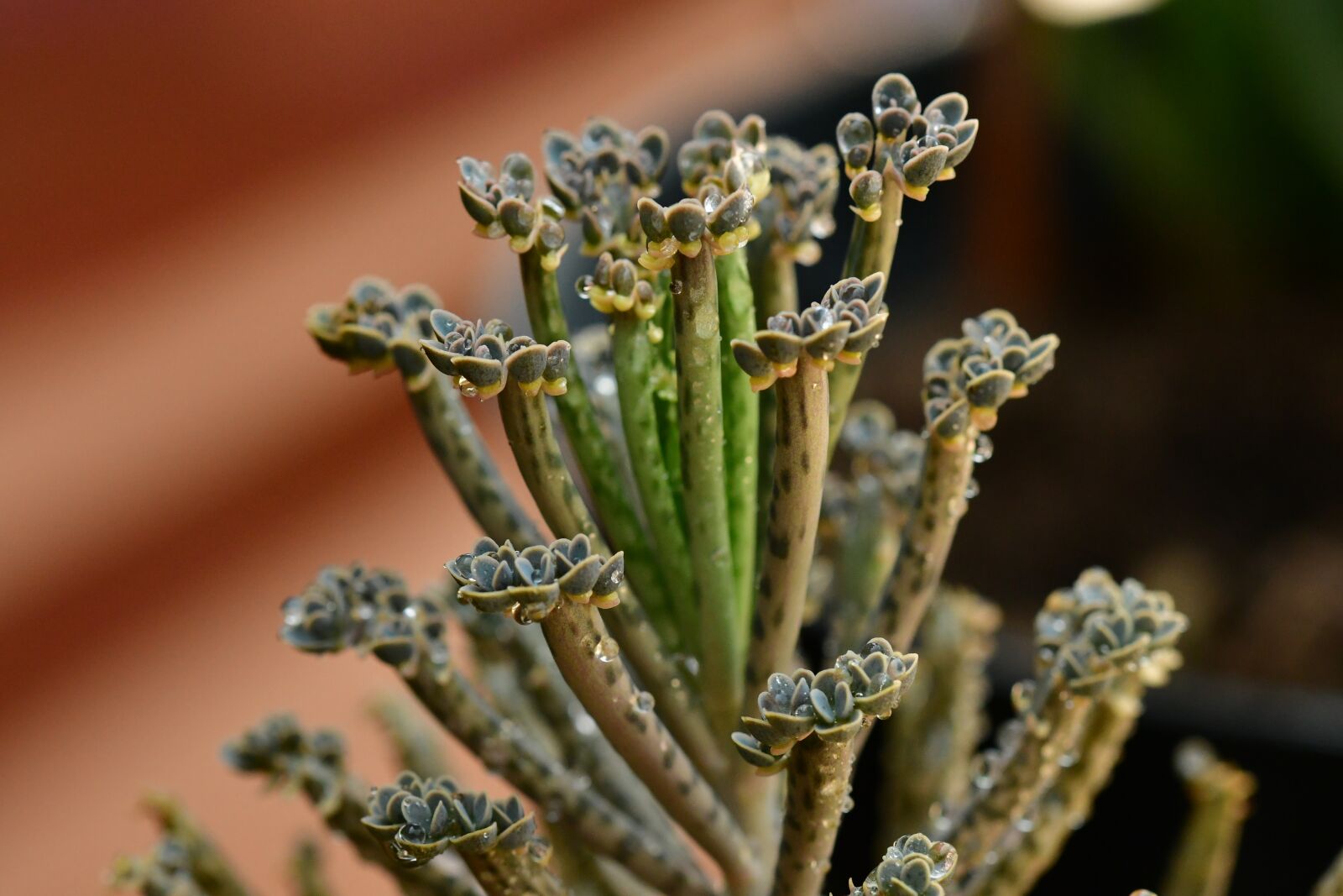 Nikon D500 sample photo. Lizard foot, plant, leaf photography