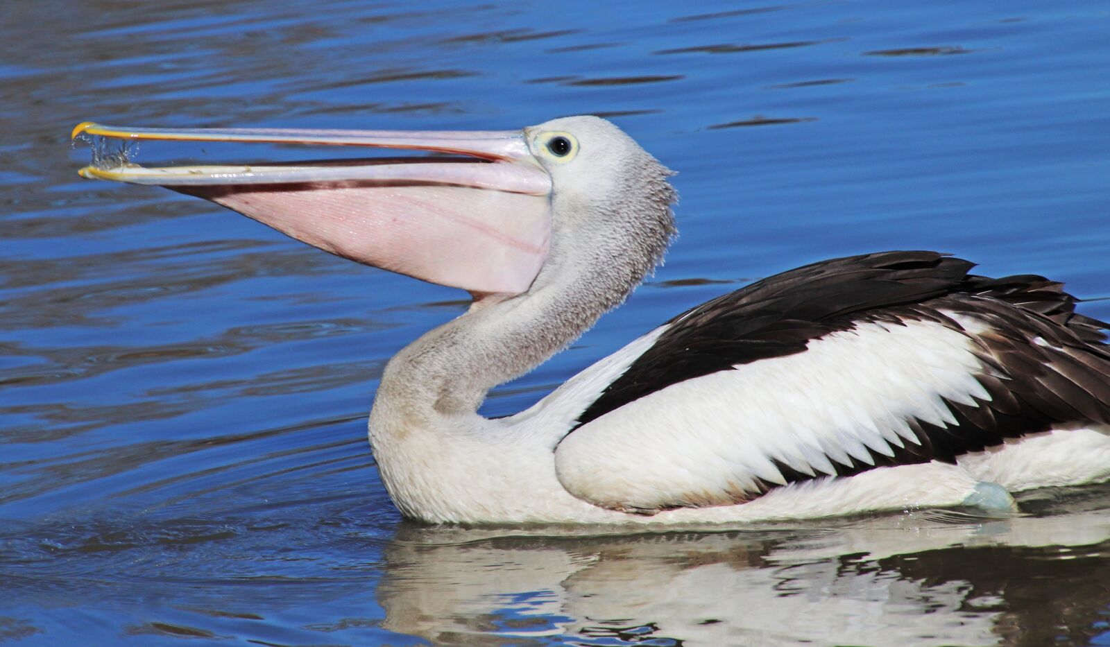 Canon EOS 800D (EOS Rebel T7i / EOS Kiss X9i) sample photo. Pelican, bird, beak photography
