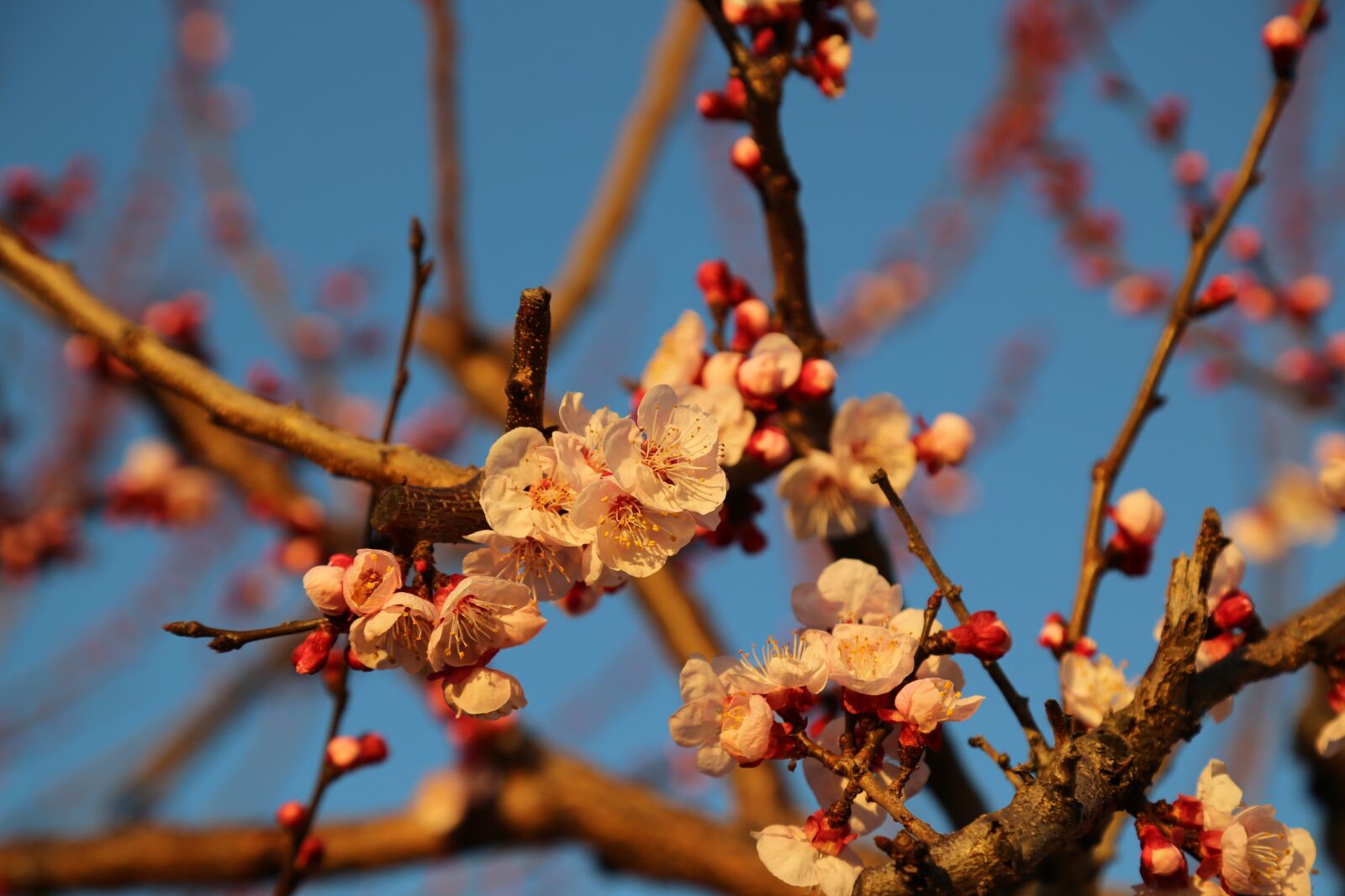 Canon EOS 5D Mark III sample photo. Spring, apricot, flower photography
