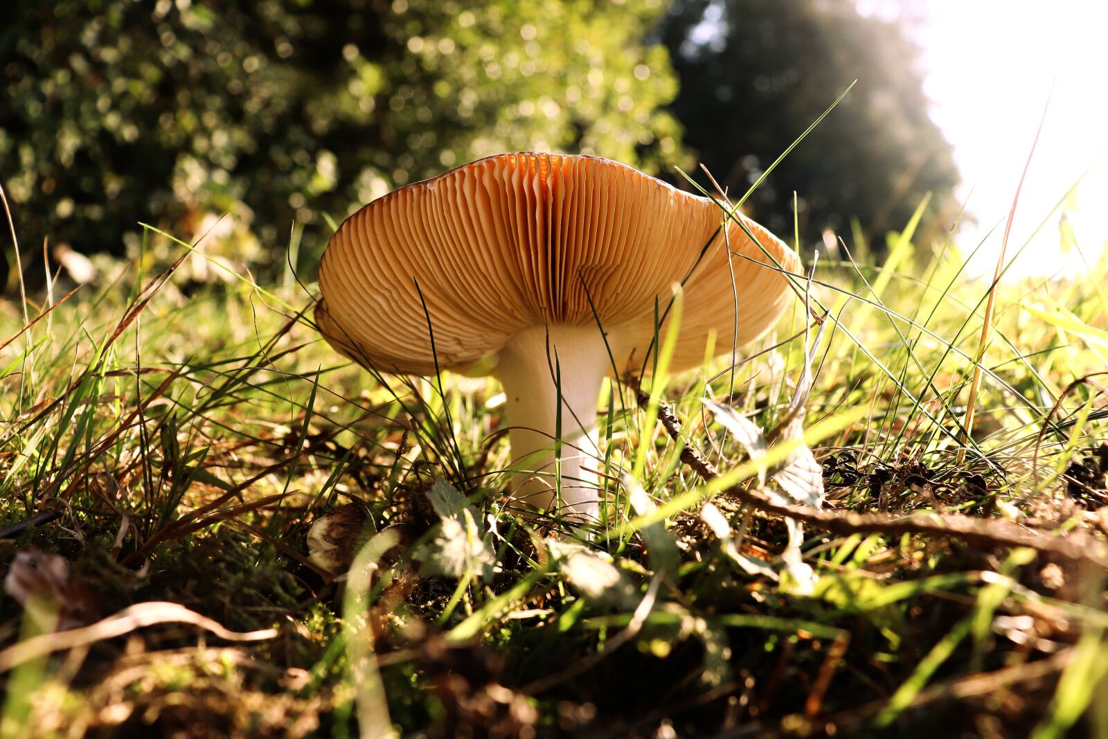 Canon EOS 800D (EOS Rebel T7i / EOS Kiss X9i) sample photo. Mushroom, forest, autumn photography
