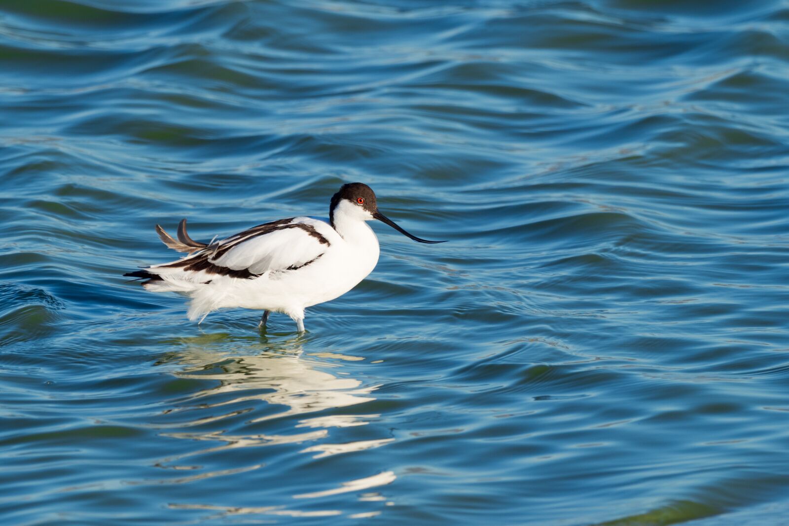 M.300mm F4.0 + MC-14 sample photo. Pied avocet wading, eye photography