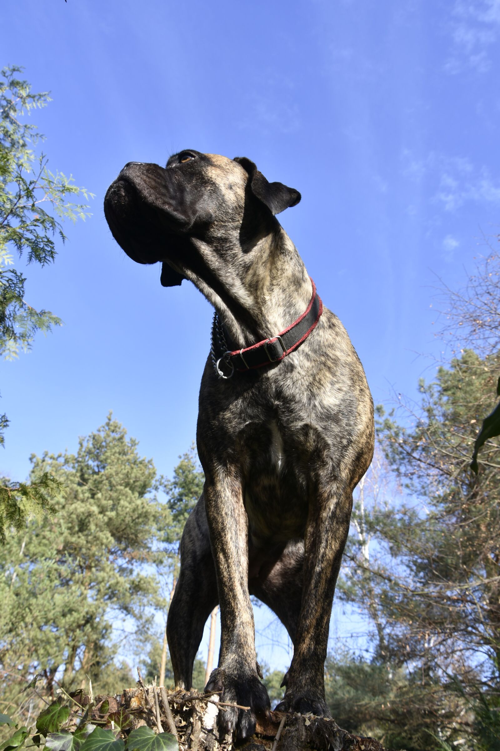 Nikon D7200 sample photo. Cane corso, dog, animals photography