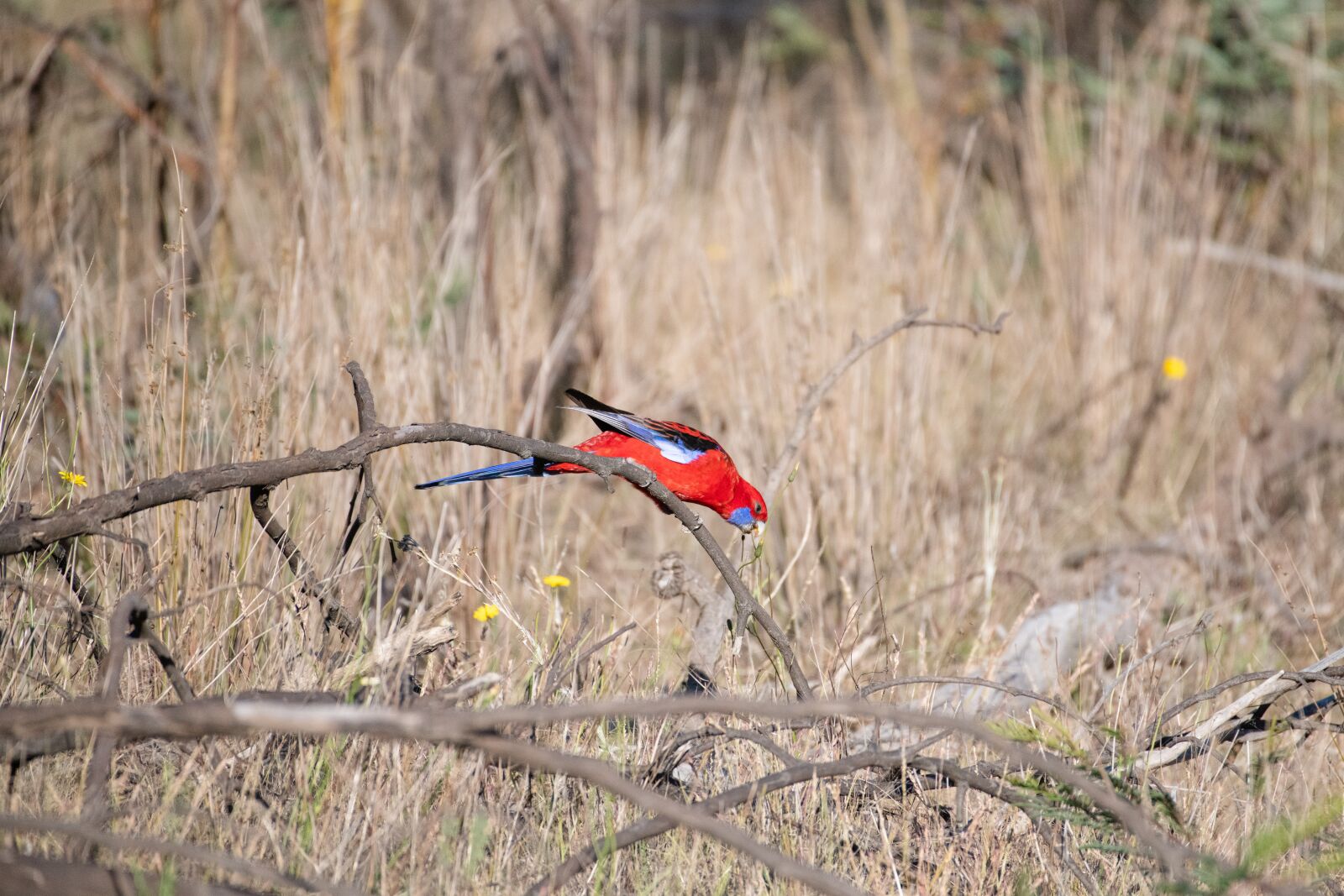 Nikon D850 sample photo. Crimson rosella, platycercus, elegans photography