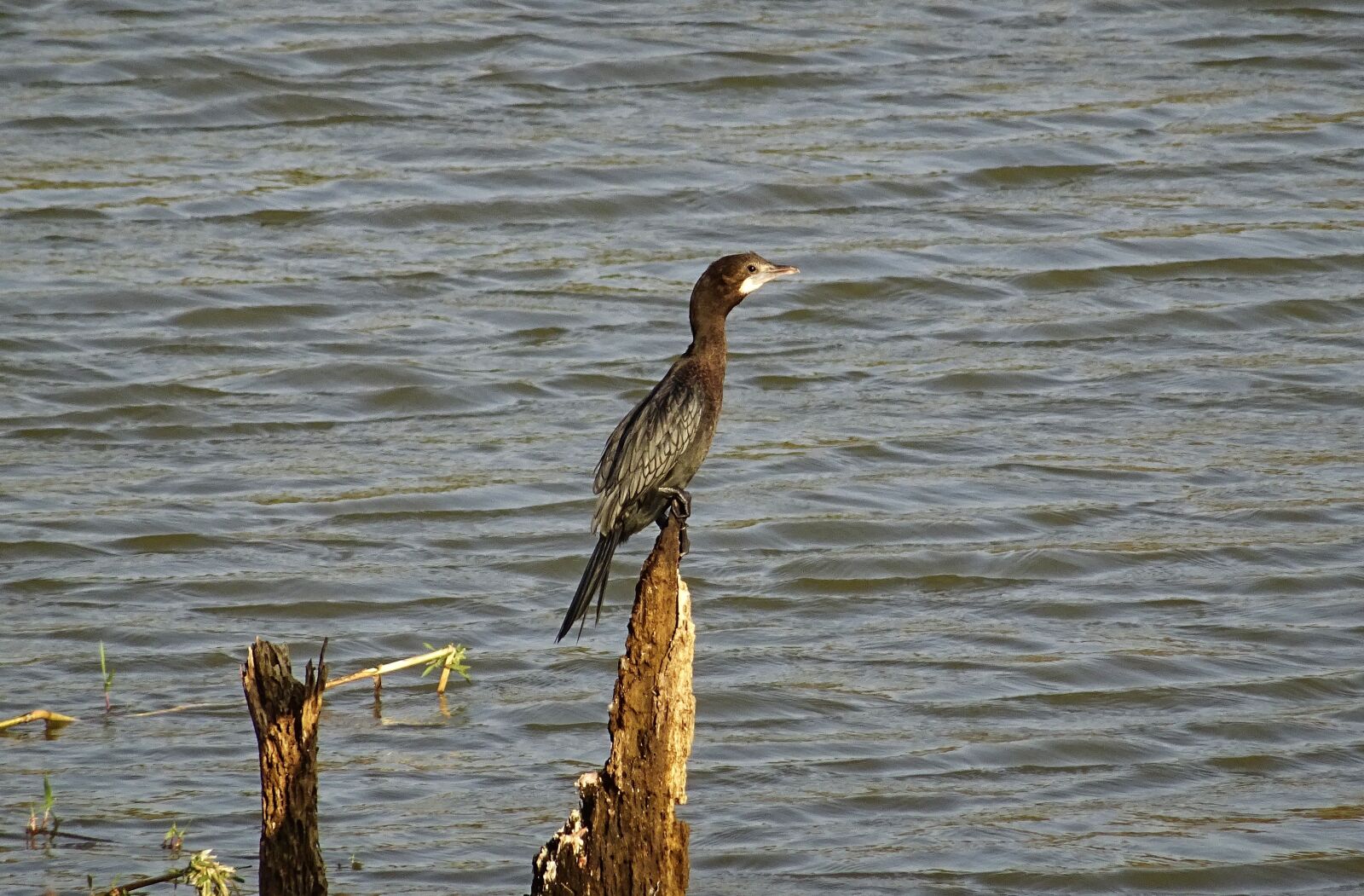 Sony DSC-HX60V sample photo. Bird, water bird, little photography