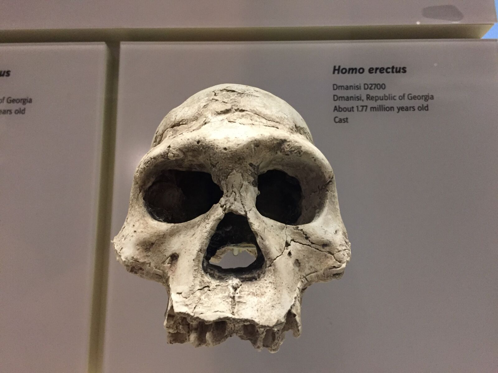Apple iPhone 6 sample photo. Homo erectus, skull, ancestor photography