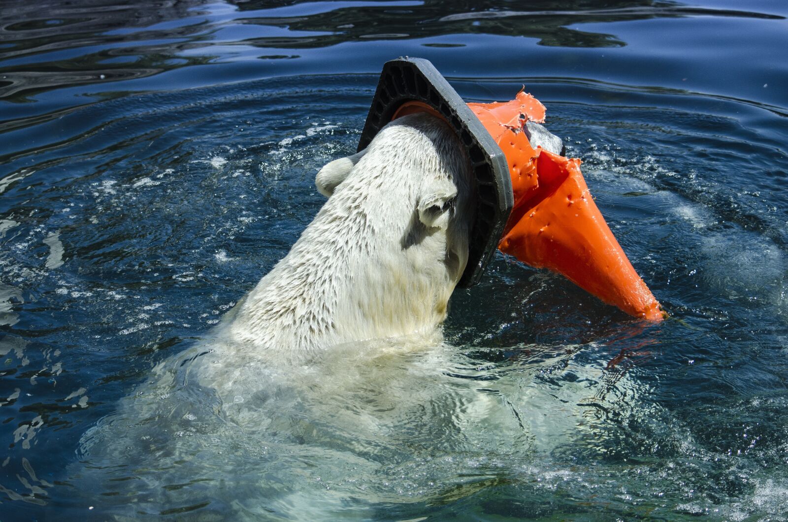 Nikon D5100 sample photo. Waters, swim, sea photography