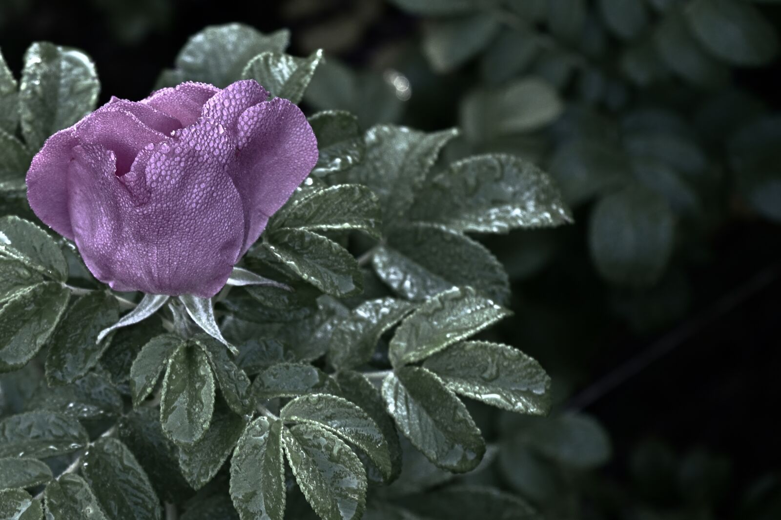 Nikon D5200 sample photo. Nature, garden, wild rose photography