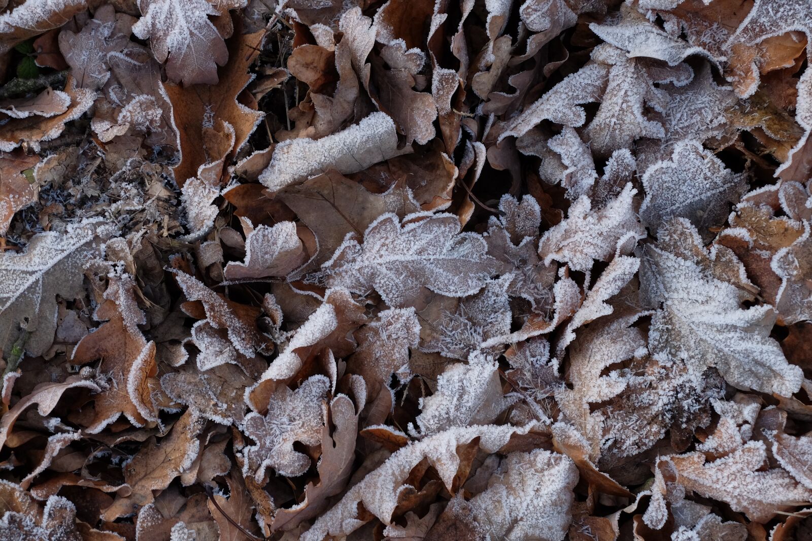 Fujifilm X30 sample photo. Frost, foliage, autumn photography