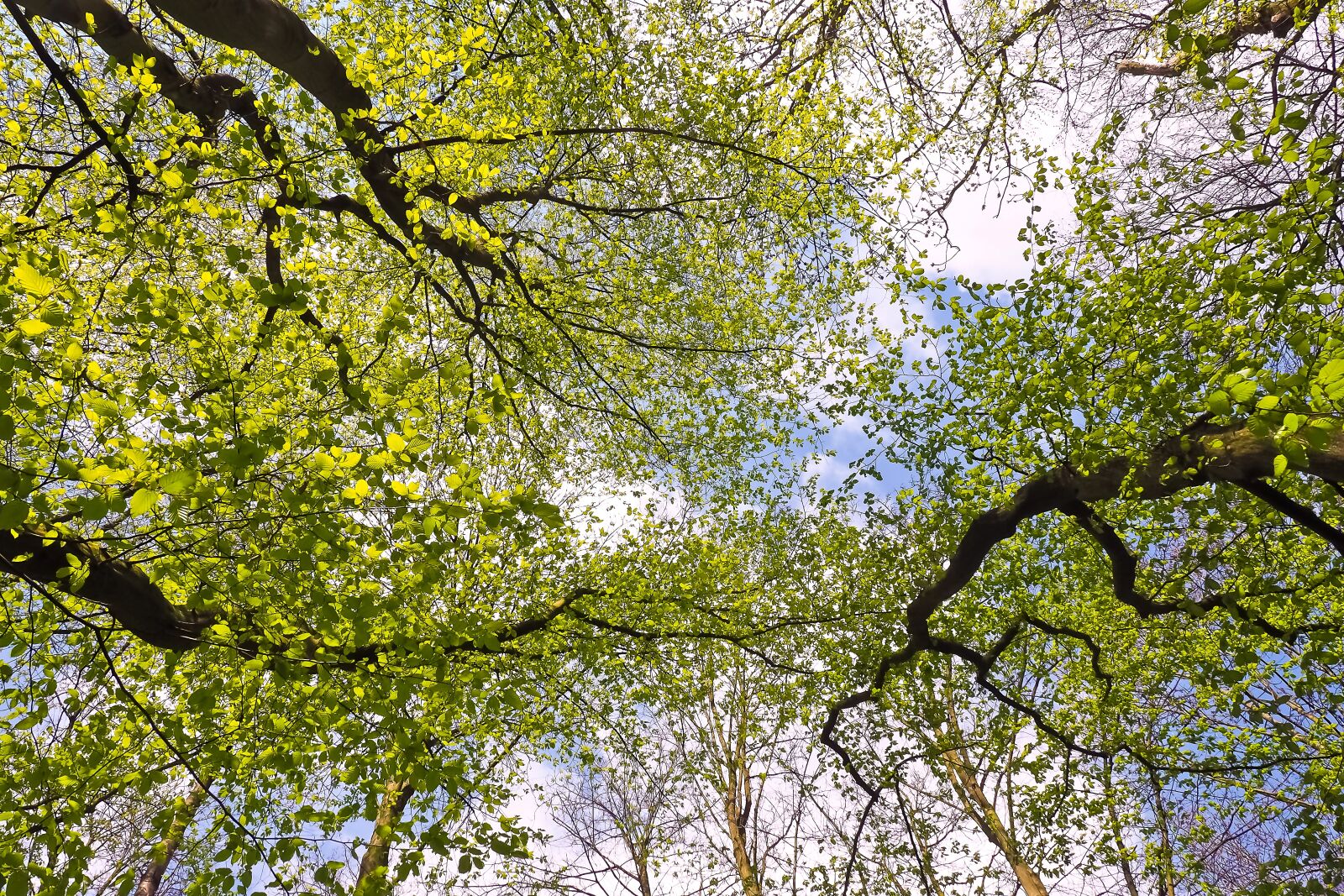 Olympus OM-D E-M10 sample photo. Trees, leaves, landscape photography